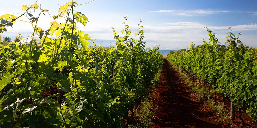 Vinogradi Visintin
